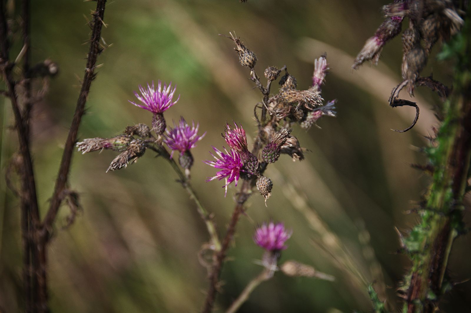 Sumpfdistel auf dem Weg zum Eibensee