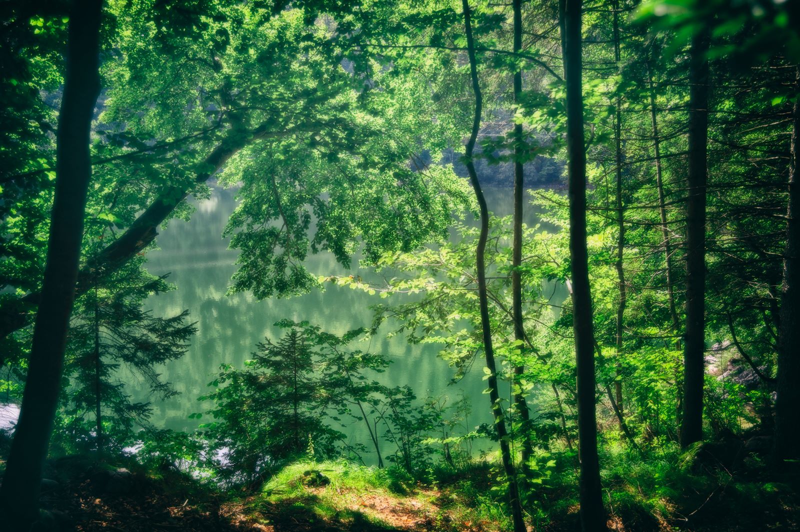 Hangwald am Schwarzensee