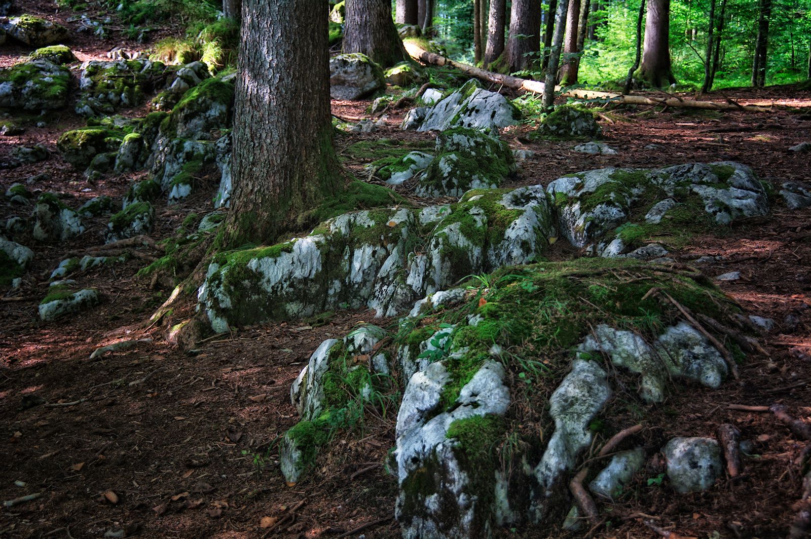 Blockwald am Schwarzensee