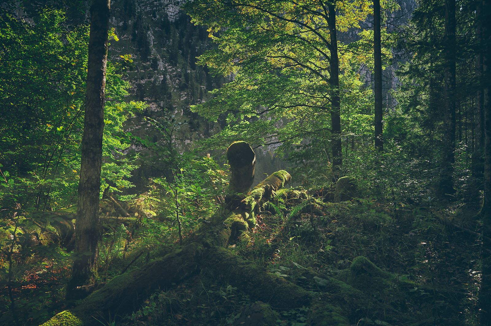 Altholz im Wimbachtal