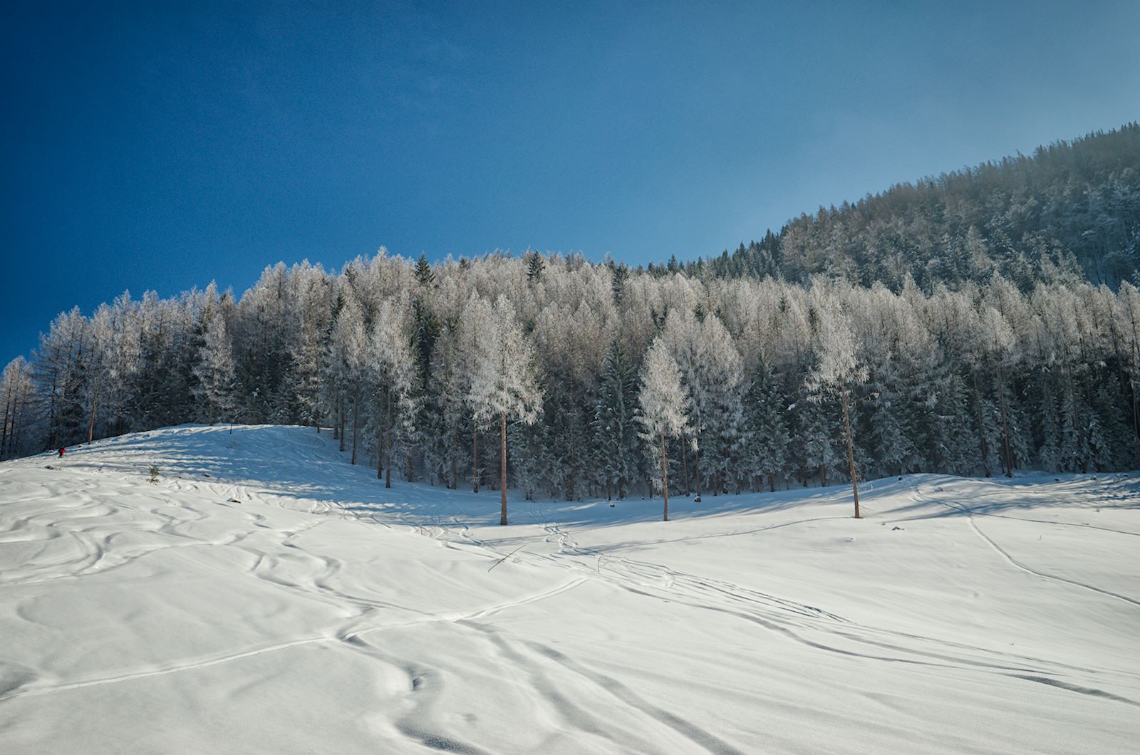 von Rauhreif überzogener Wald am Zwölferhorn