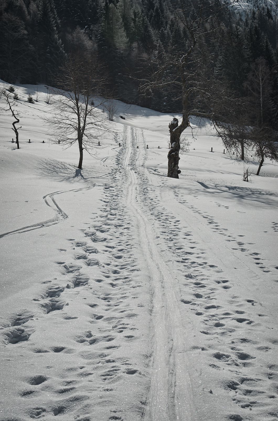 Spuren vonTourenschier im Schnee auf der Untertiefenbachalm am Weg zur Feichtensteinalm in Hintersee