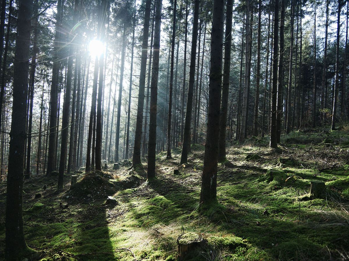 Schloßberg Friedburg: Wandern im Kobernaußerwald – Erlebe die Natur im Innviertel