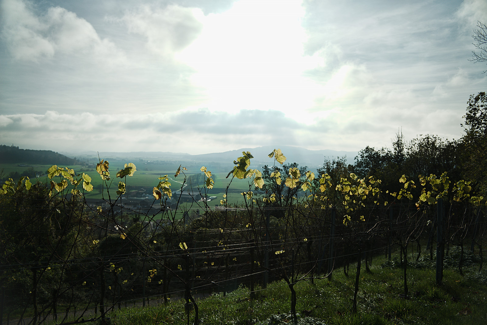 Schlossberg Friedburg, im Hintergrund ist der Tannberg im Dunst erkennbar