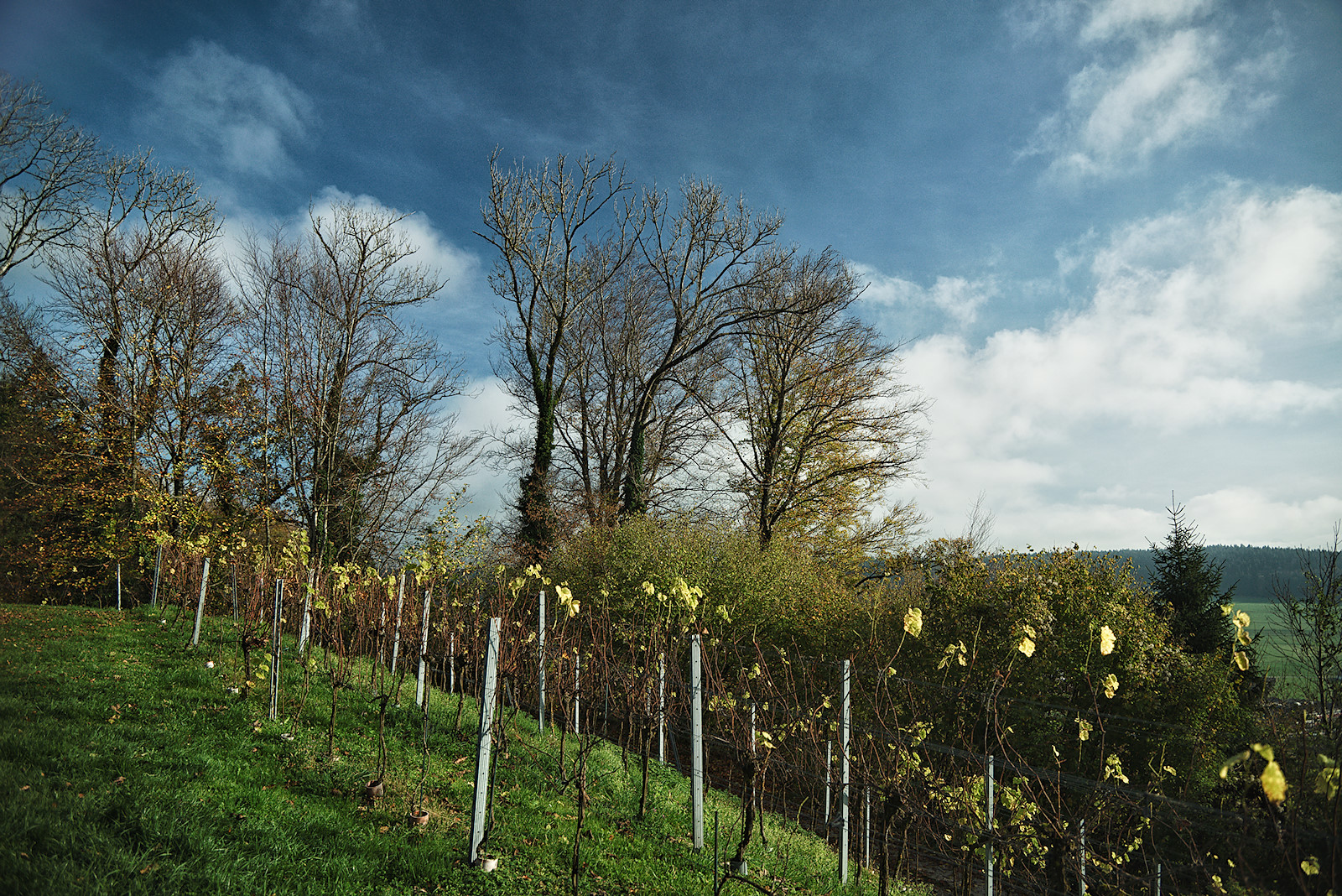 Weinreben am Schlossberg in Friedburg