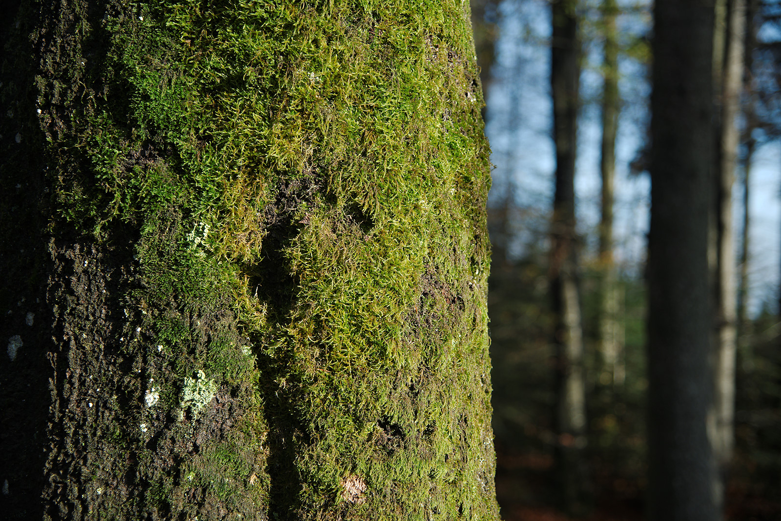 moosbewachsener Baumstamm leuchtet in der Sonne im November in Friedburg