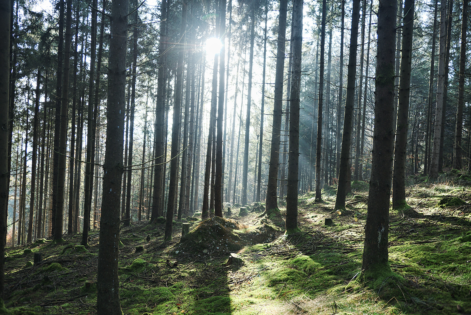 Sonnenstrahlen fallen in den herbstlichen Wald