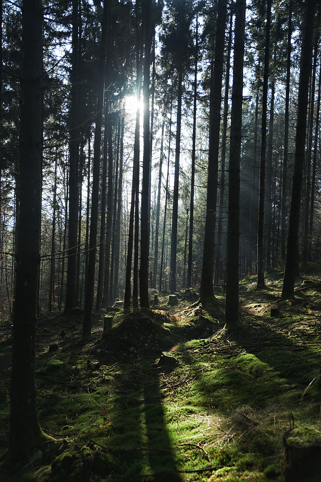 Sonnenstrahlen fallen in den herbstlichen Wald