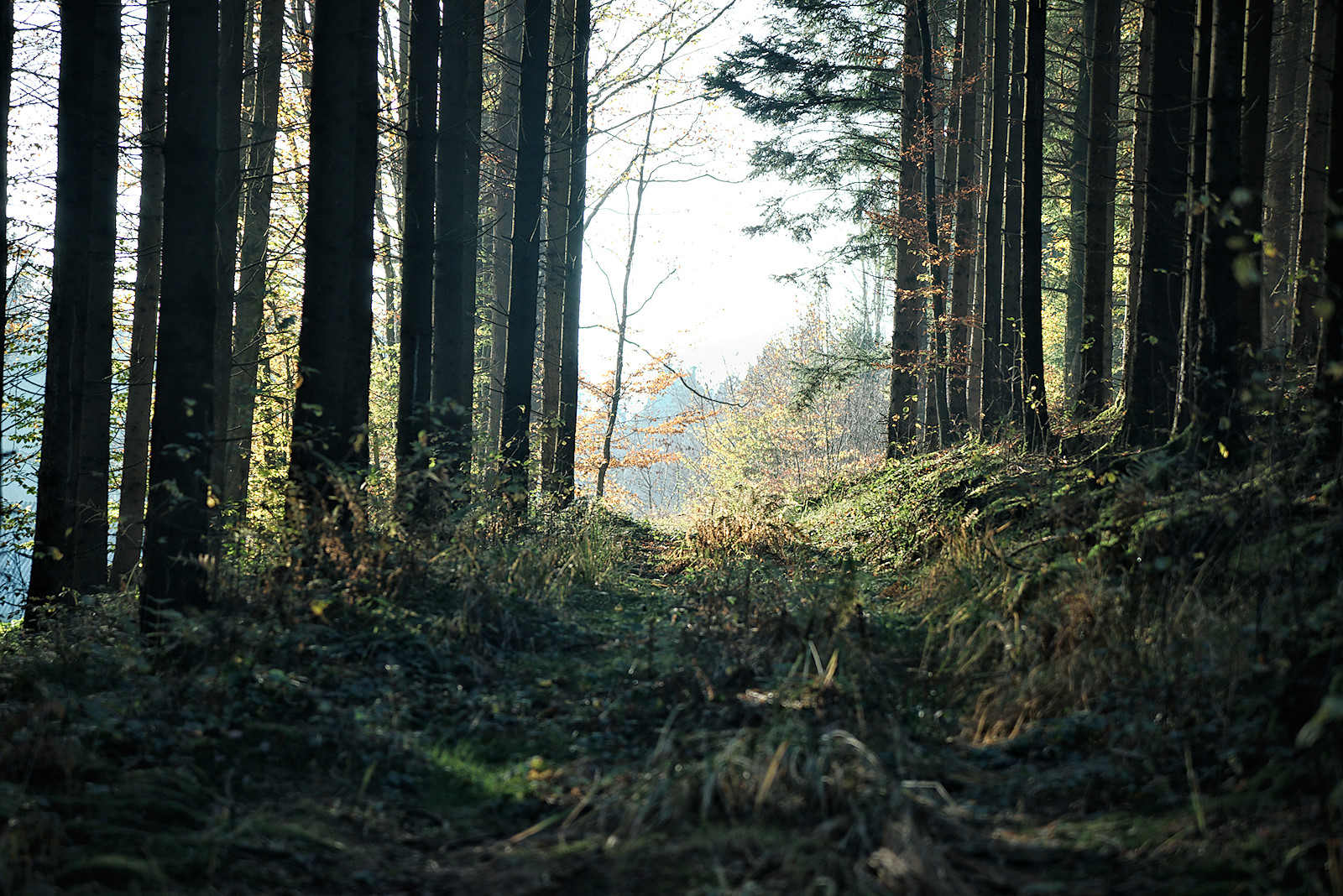 dunkler Wald, dahinter eine sonnige Lichtung im Herbst