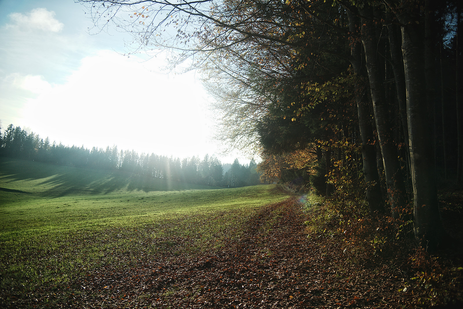 Sonnige Lichtung in der tiefstehenden Novembersonne