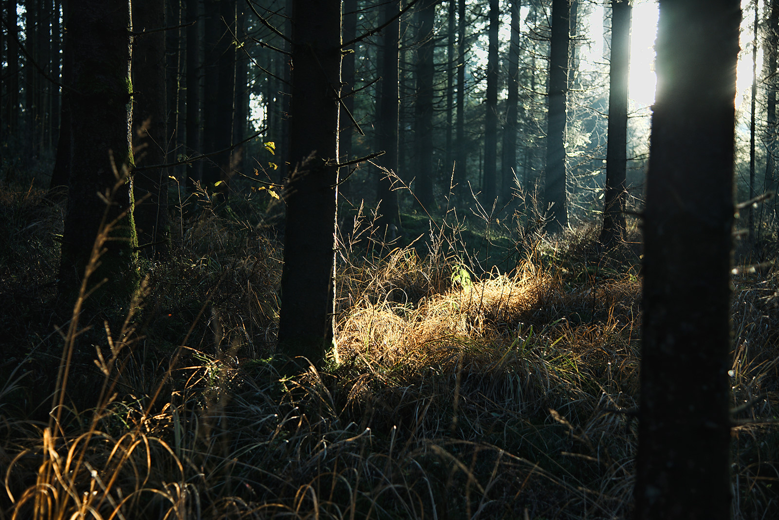 vertrocknetes Gras leuchtet in der Sonne im Herbst