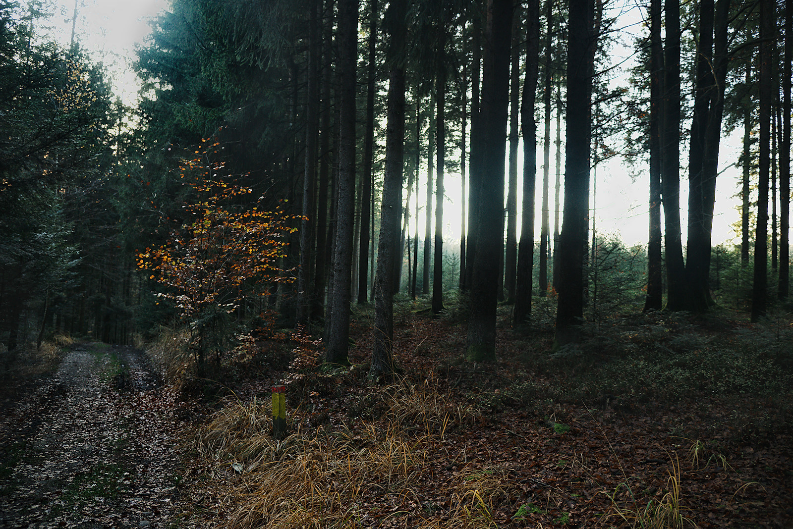 Novemberstimmung im Wald