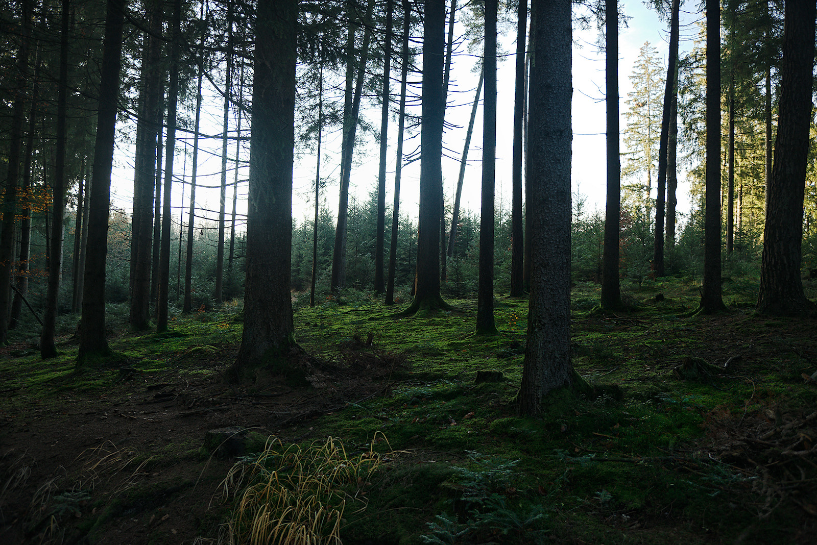 Moosbedeckter Waldboden leuchtet sogar im Schatten