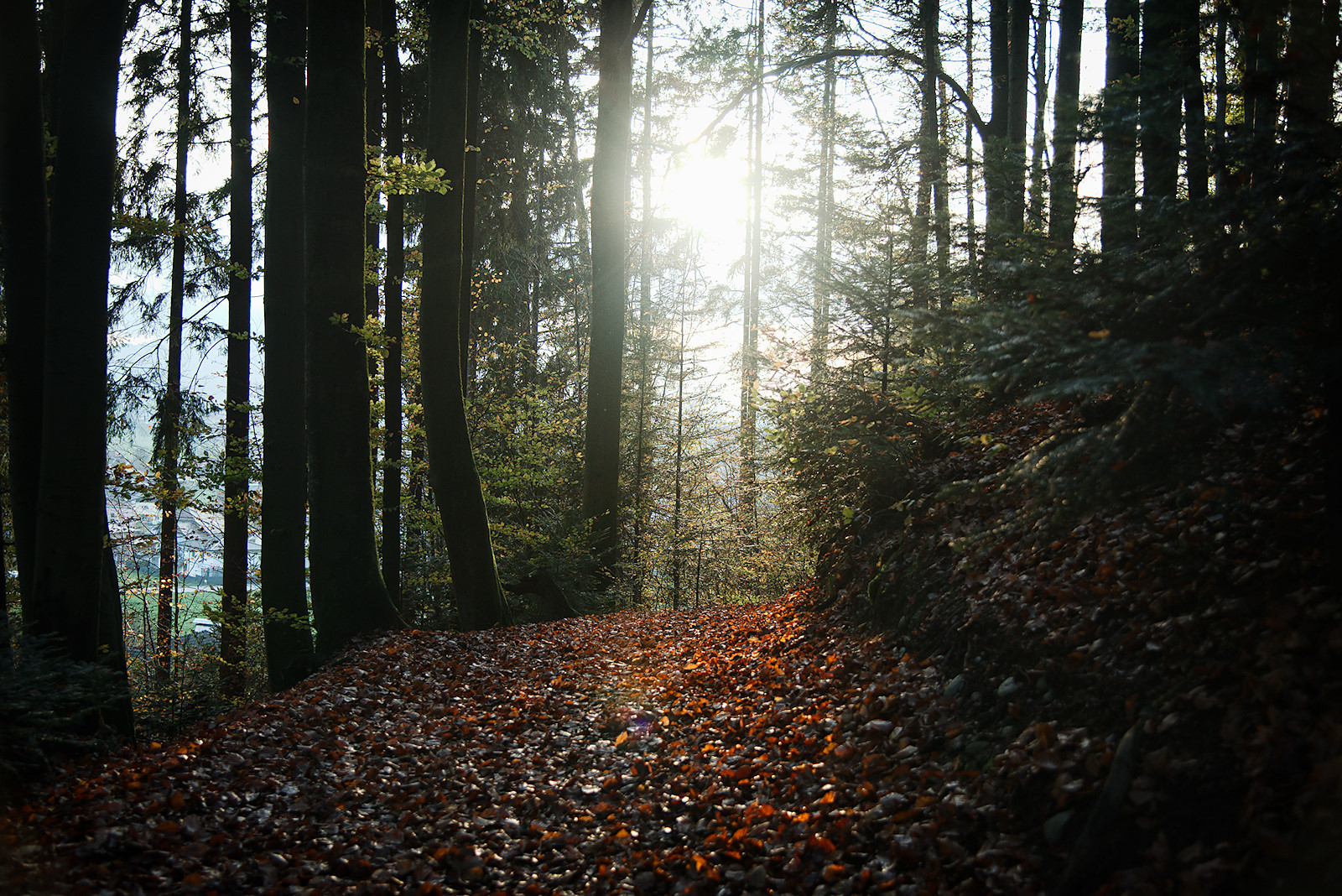 Mit Herbstlaub übersäter Weg leuchtet in der Sonne