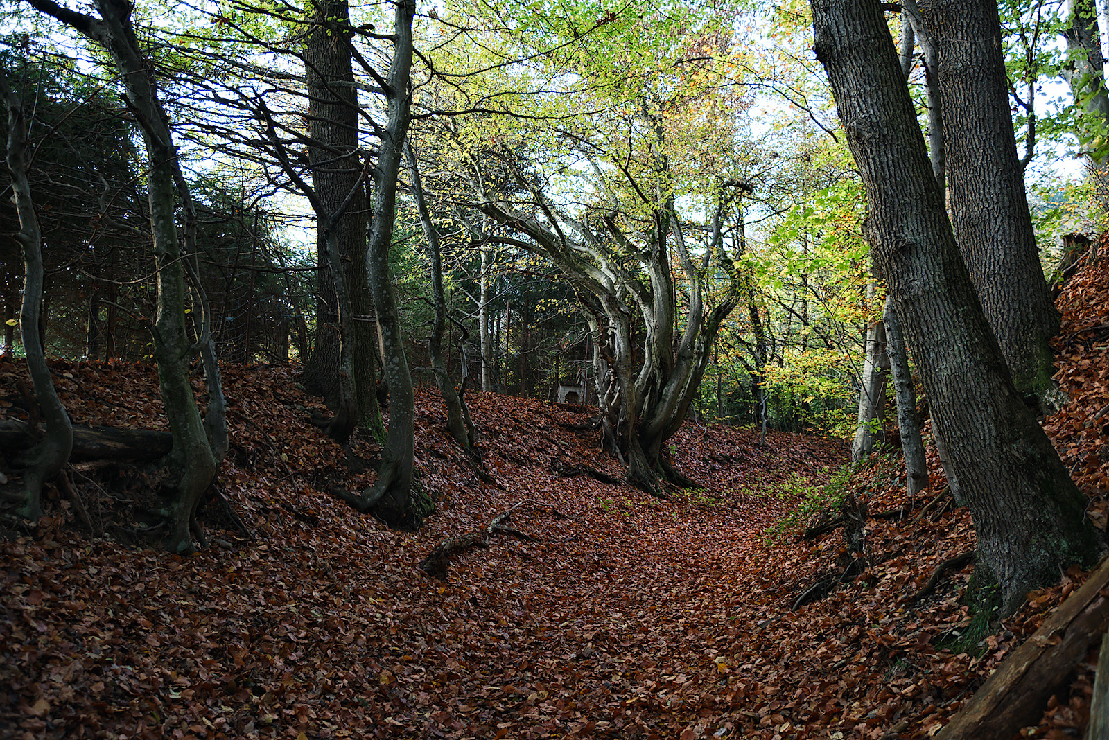Der Kuchlersteig in Friedburg hat sich im Laufe der Jahrhunderte zu einem Hohlweg eingetieft.