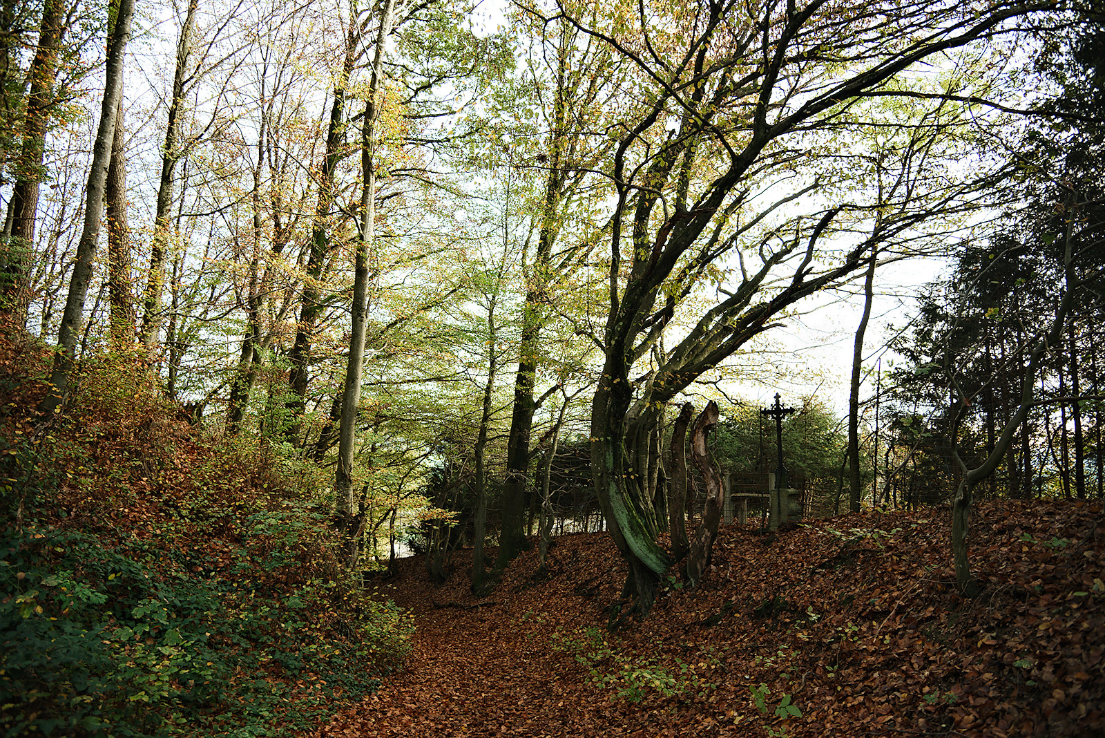 Der Kuchlersteig führt von Friedburg auf den Schlossberg.