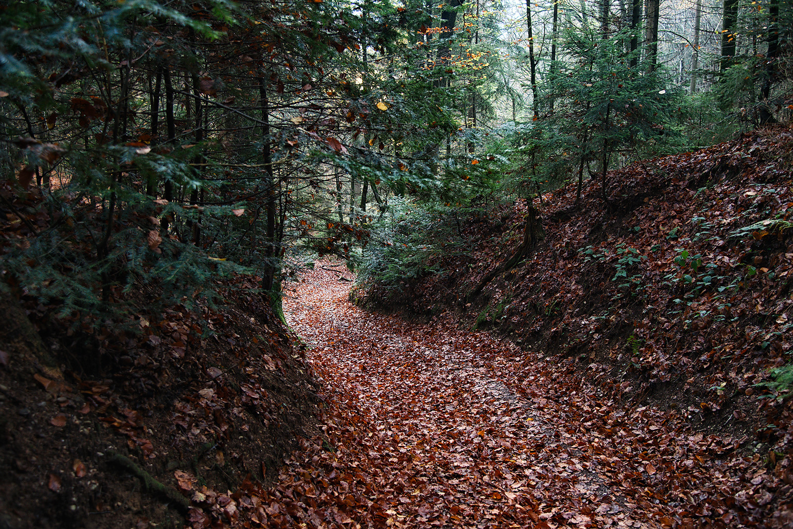 Der Sagenweg in Friedburg ist ein Hohlweg.