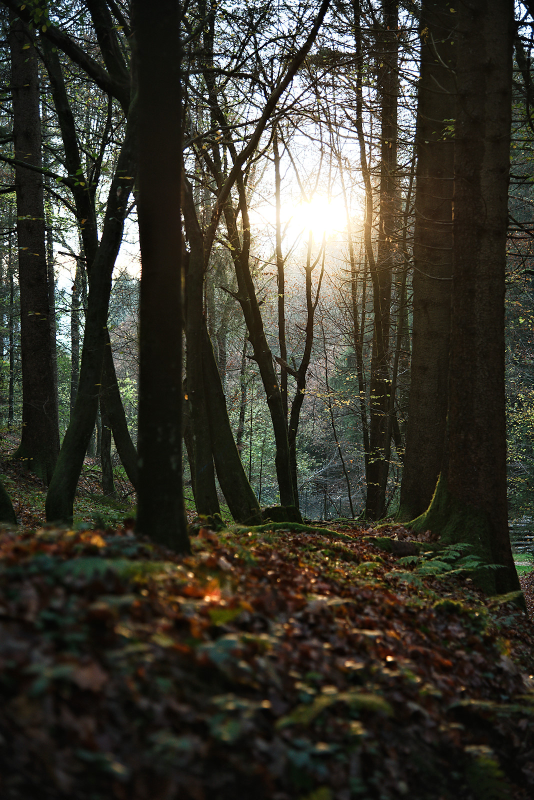 Blick auf die tiefstehende Sonne am Sagenweg Friedburg