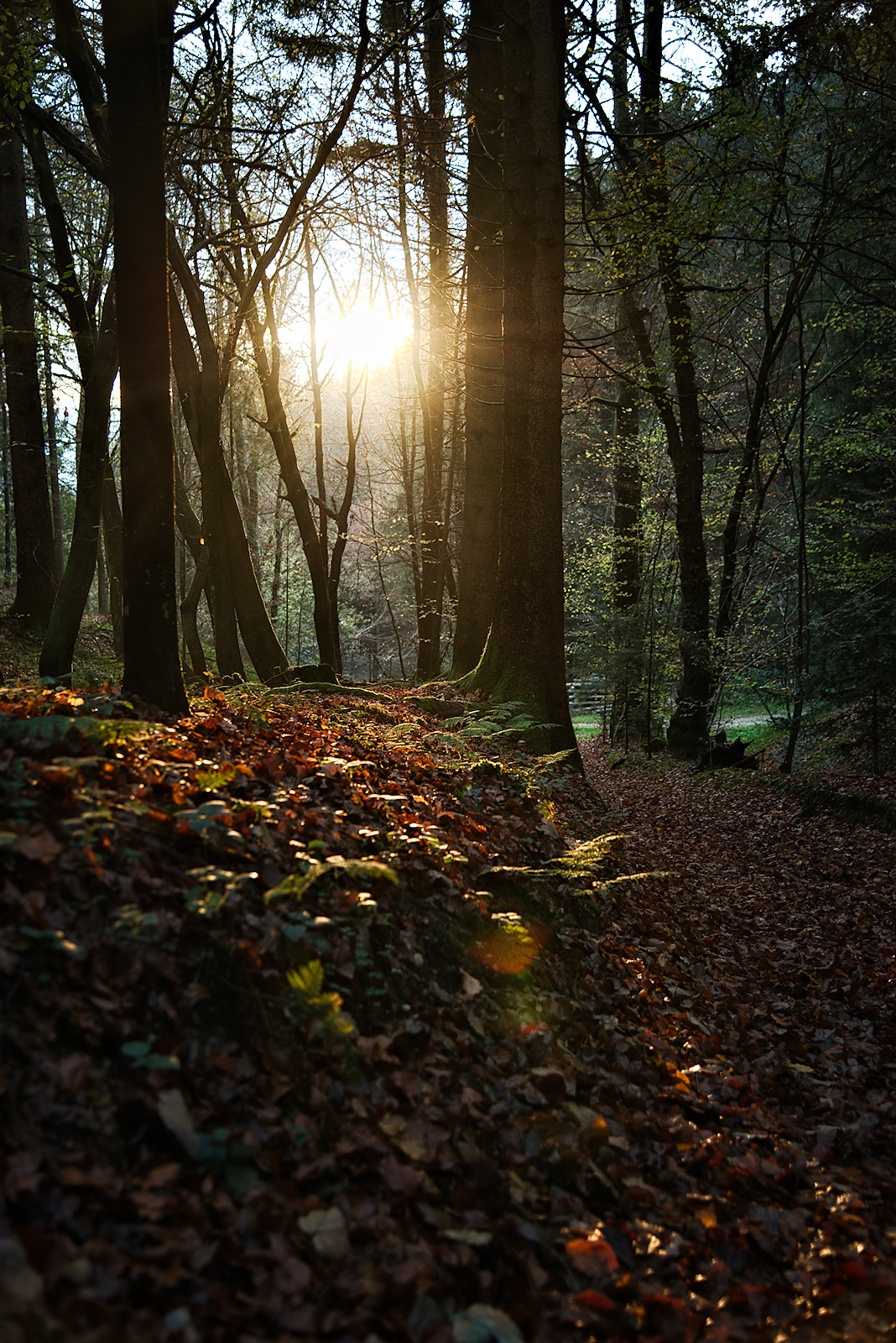 Die letzten Sonnenstrahlen bringen den Herbstwald zum Leuchten am Sagenweg in Friedburg