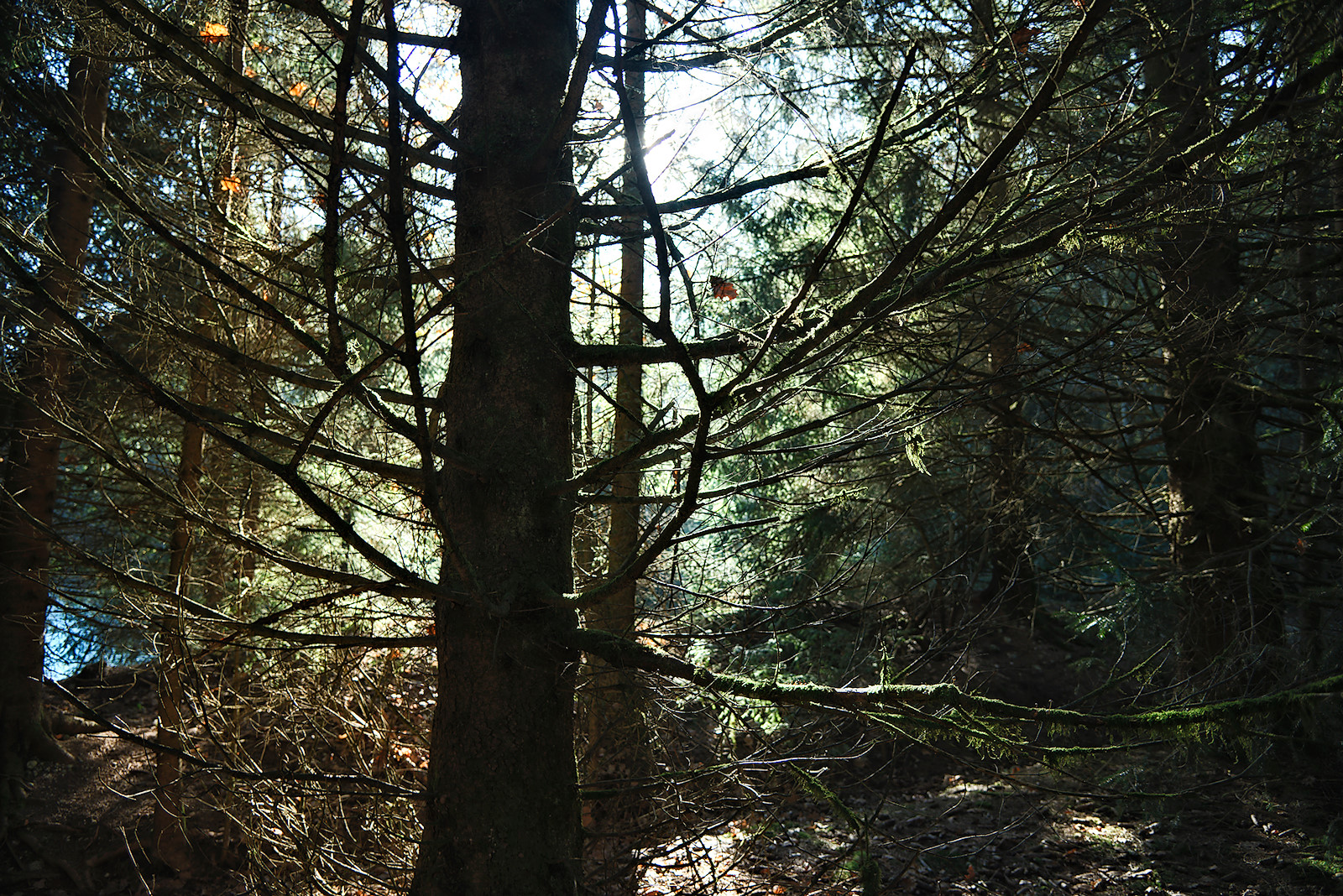 Flechtenbedeckte Bäume am Waldsee in Friedburg