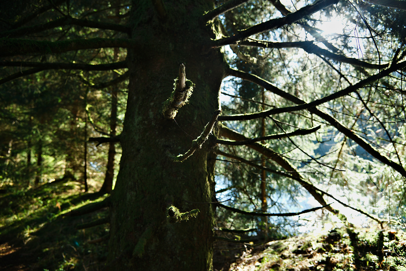 Mystische von Flechten  bedeckte Fichte am Waldsee in Friedburg