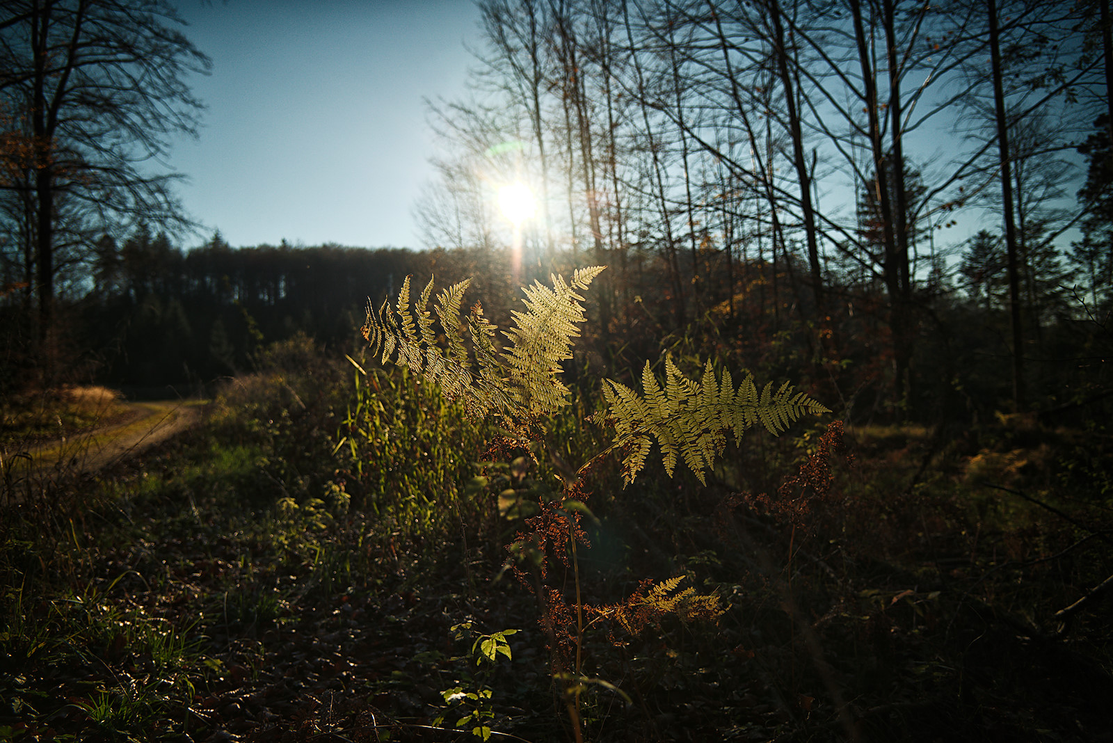 Farn im Gegenlicht an der Alten Riederstraße im Kobernaußerwald