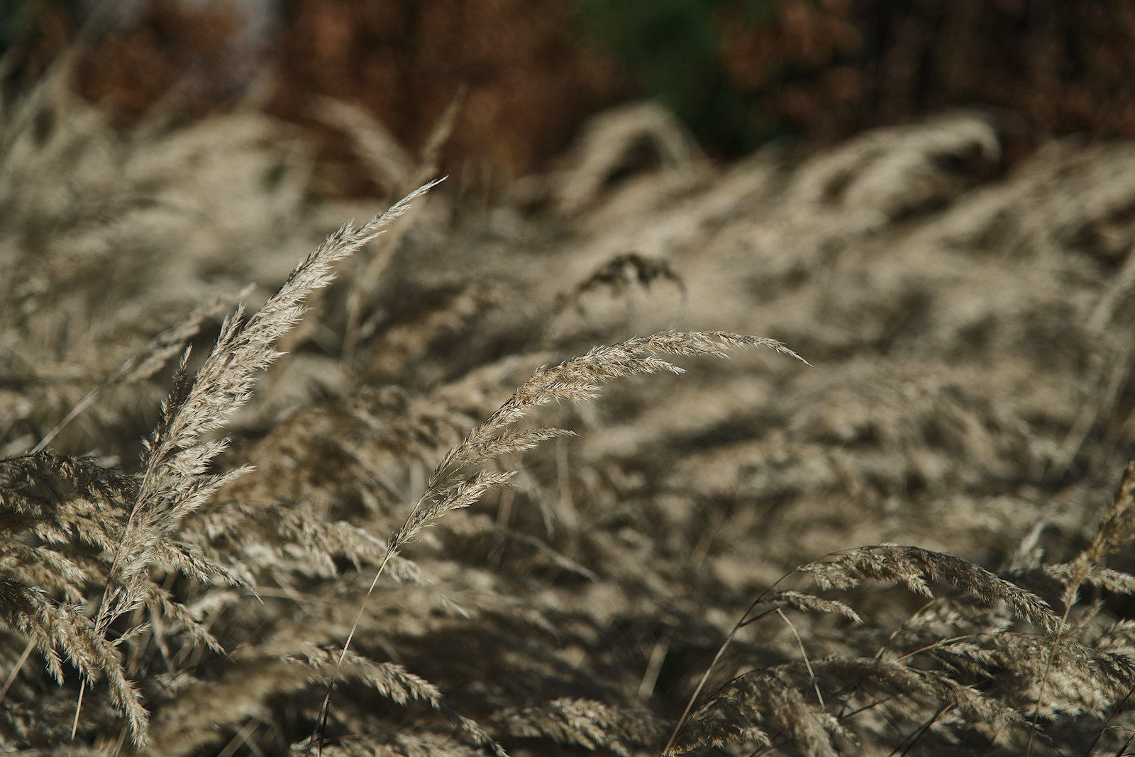 Die Rispen der Pfeifengräser leuchten in der Novembersonne im Kobernaußerwald