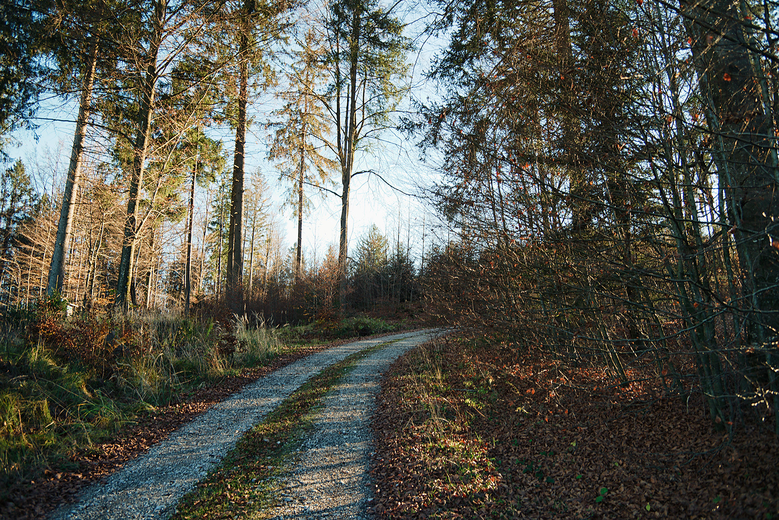 Die Alte Riederstraße im Kobernaußerwald