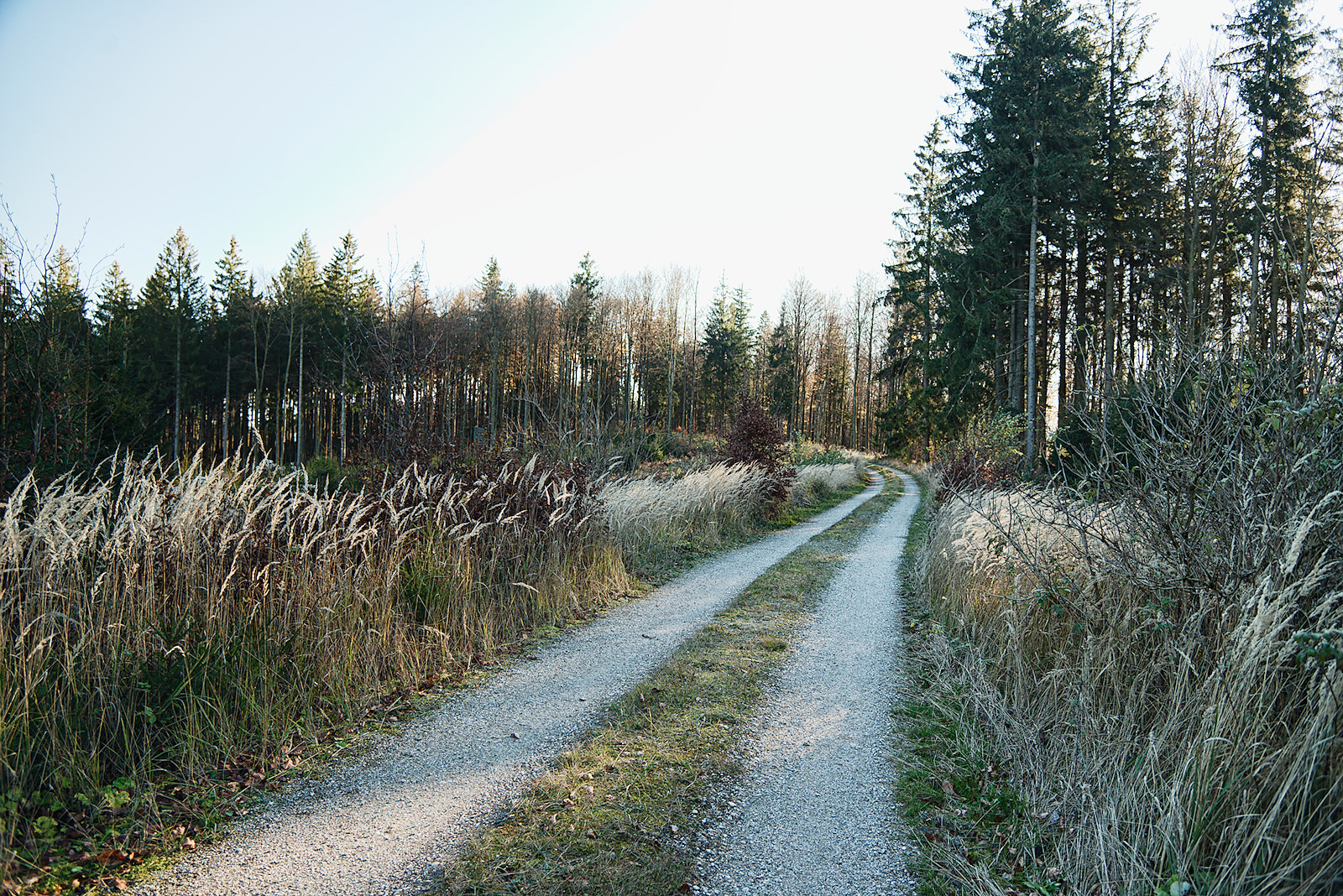 Pfeifengräser säumen den Straßenrand der Alten Riederstraße im Kobernaußerwald