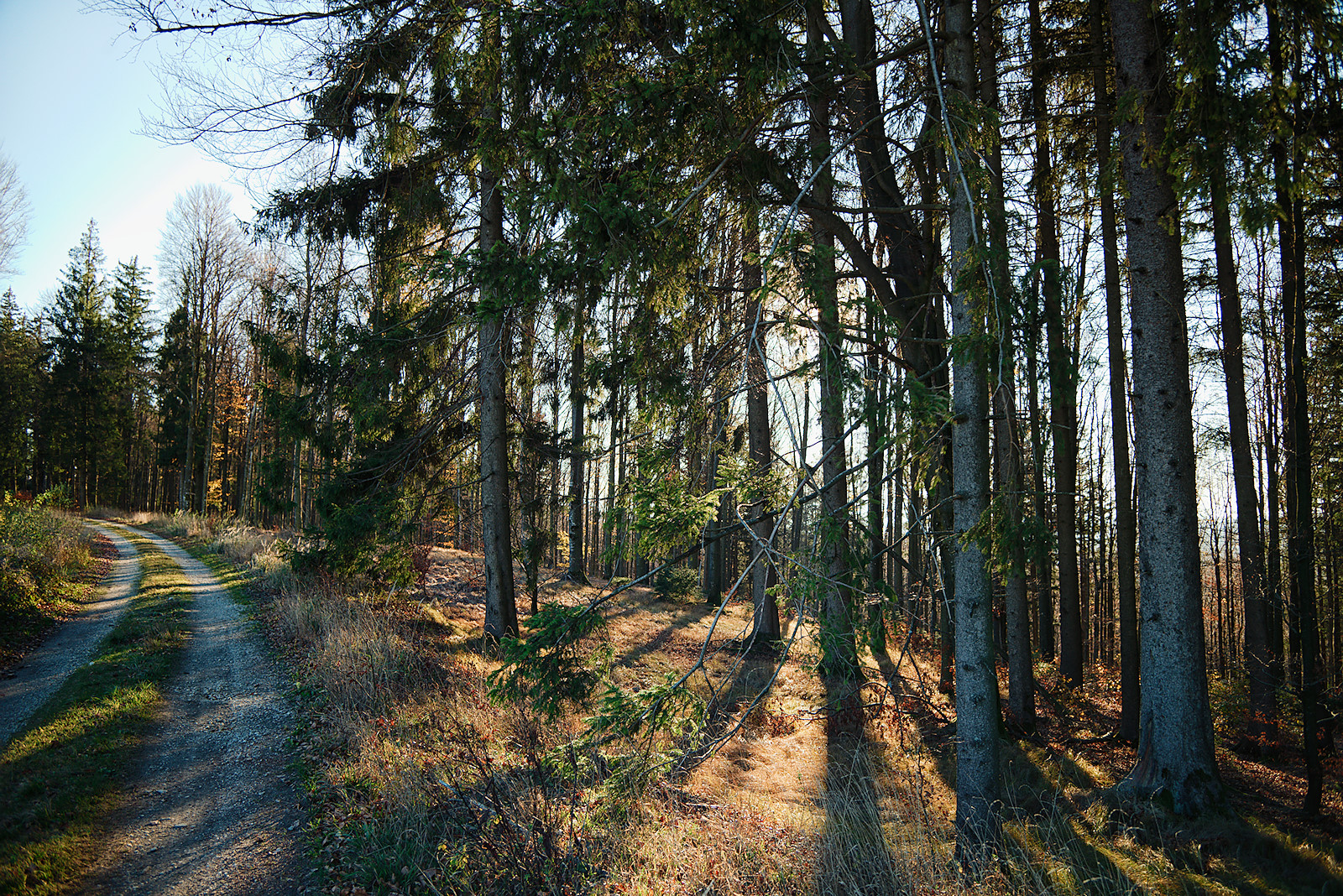 tiefstehende Novembersonne auf der Alten Riederstraße im Kobernaußerwald