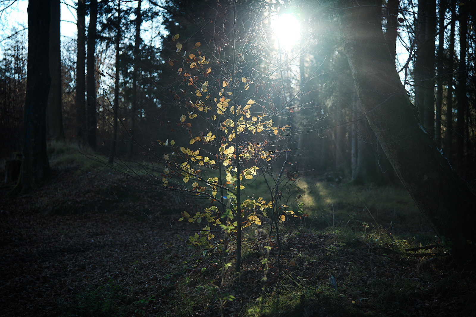 Blätter einer jungen Buche leuchten im Gegenlicht an der Alten Riederstraße im Kobernaußerwald