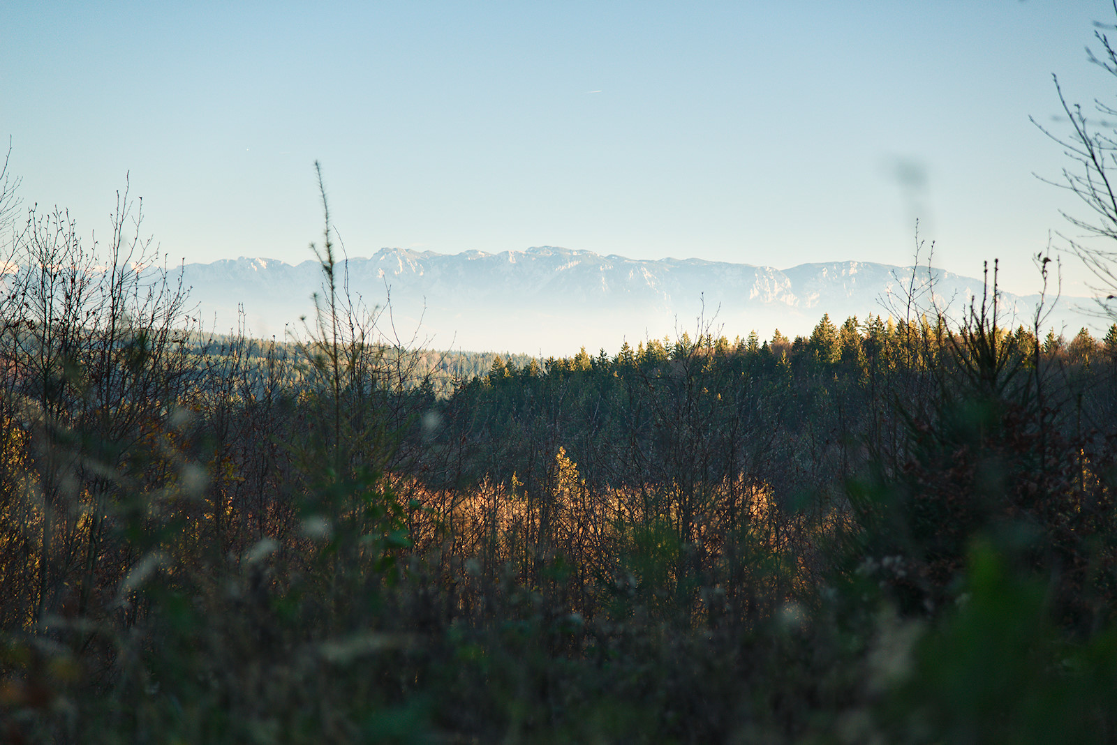Kahlschlagflächen gewähren von Zeit zu Zeit Weitblicke Kahlschlagflächen gewähren von Zeit zu Zeit Weitblicke von der Alten Riederstraße im Kobernaußerwald