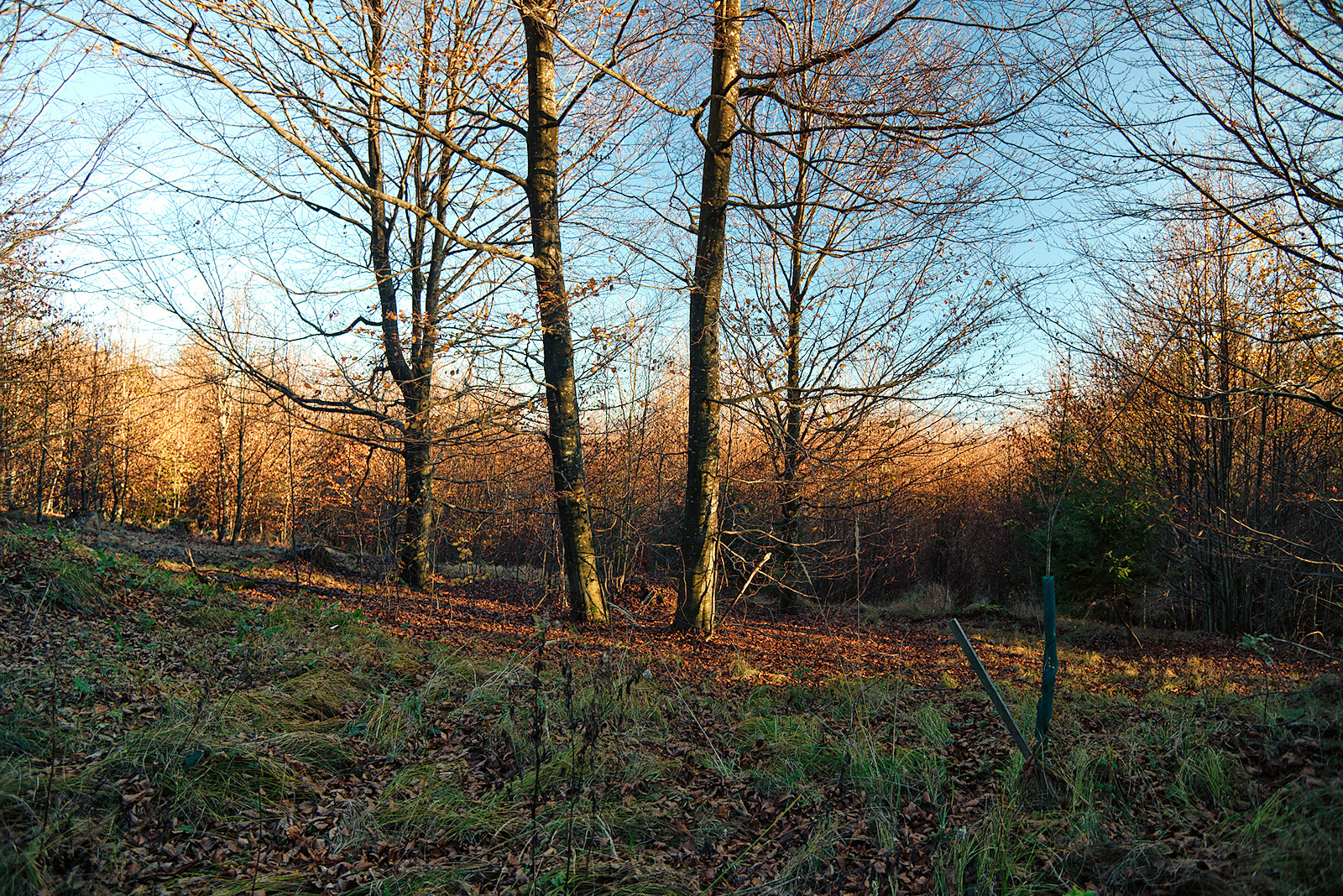 Die bereits kahlen Bäume und der Waldboden leuchten in der Goldenen Stunde im Kobernaußerwald