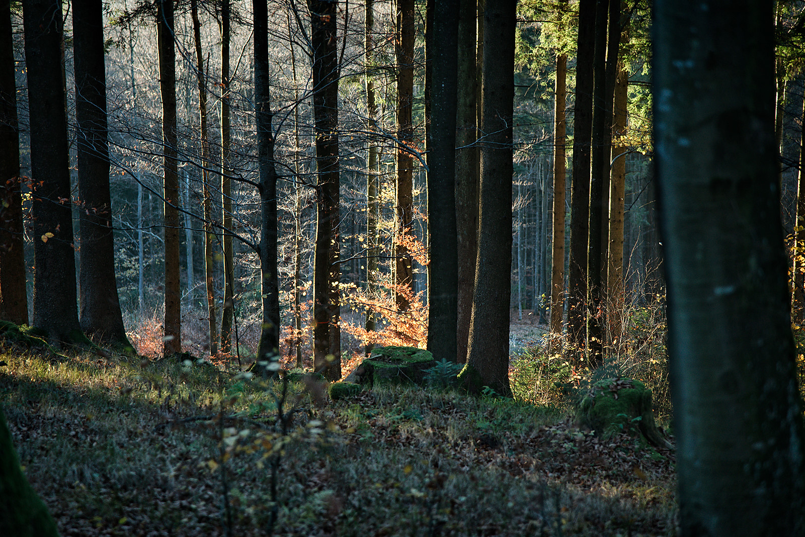 Herbstlaub der jungen Buche leuchtet in der Novembersonne an der Alten Riederstraße im Kobernaußerwald