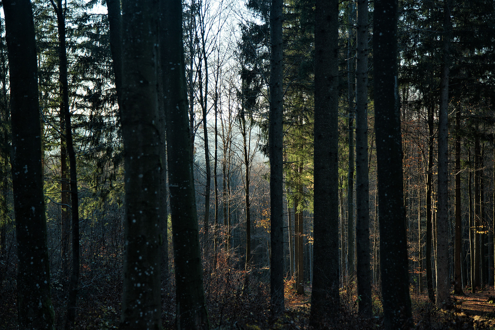 Ein sonniger Novembertag im Kobernaußerwald