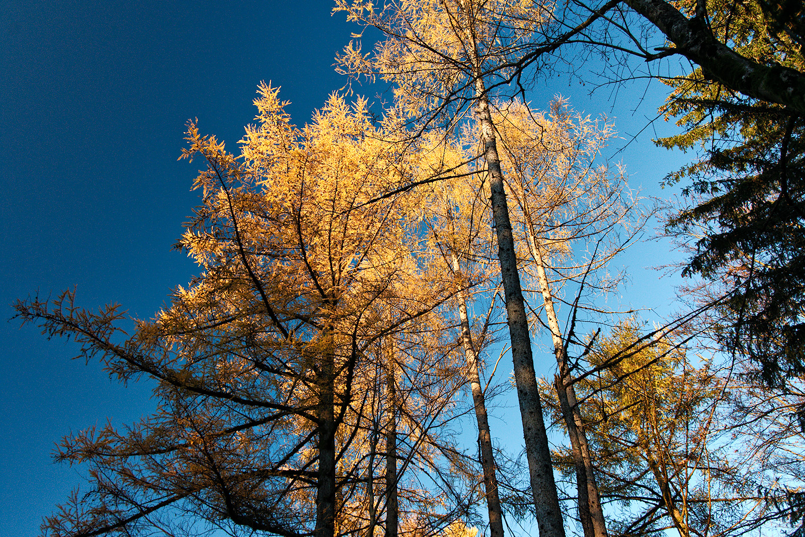 Lärchen in voller Herbstfärbung an der Alten Riederstraße im Kobernaußerwald