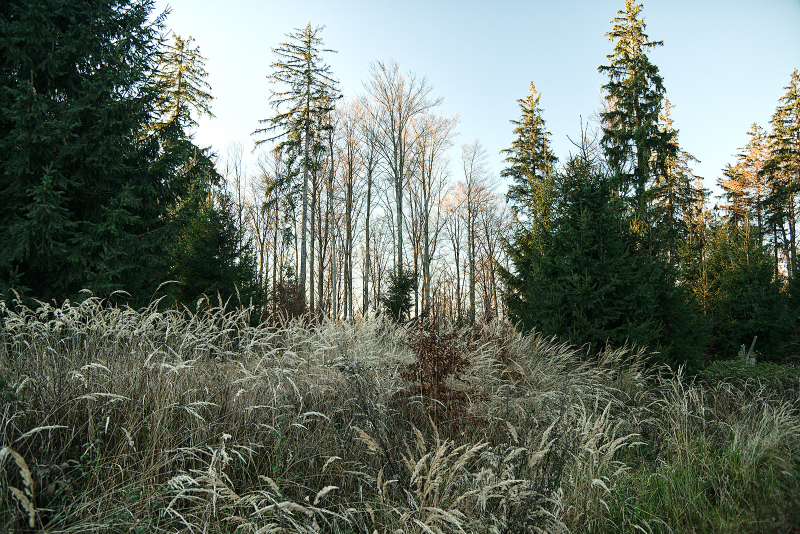 ein Meer aus Pfeifengräsern am Wegrand der Alten Riederstraße im Kobernaußerwald