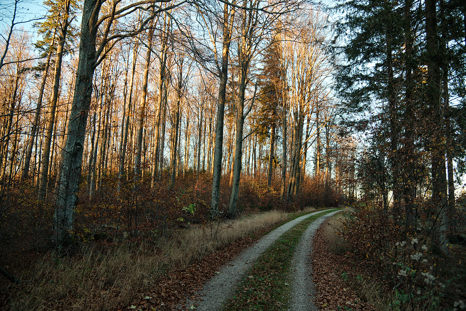 Goldene Stunde auf der Alten Riederstraße im Kobernaußerwald
