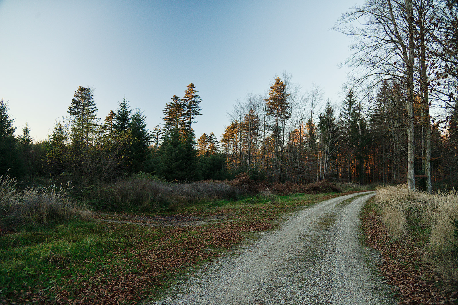Die Alte Riederstraße im Kobernaußerwald führt meist durch lichten Wald