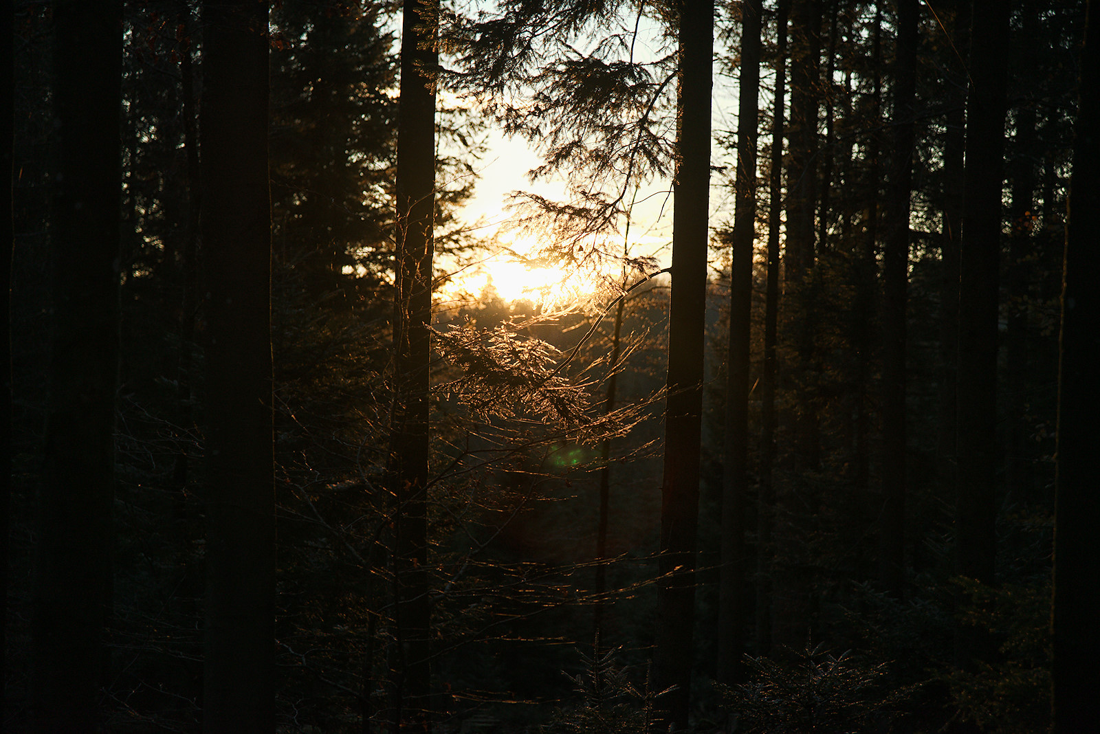 Wald im Gegenlicht der untergehenden Novembersonne im Kobernaußerwald