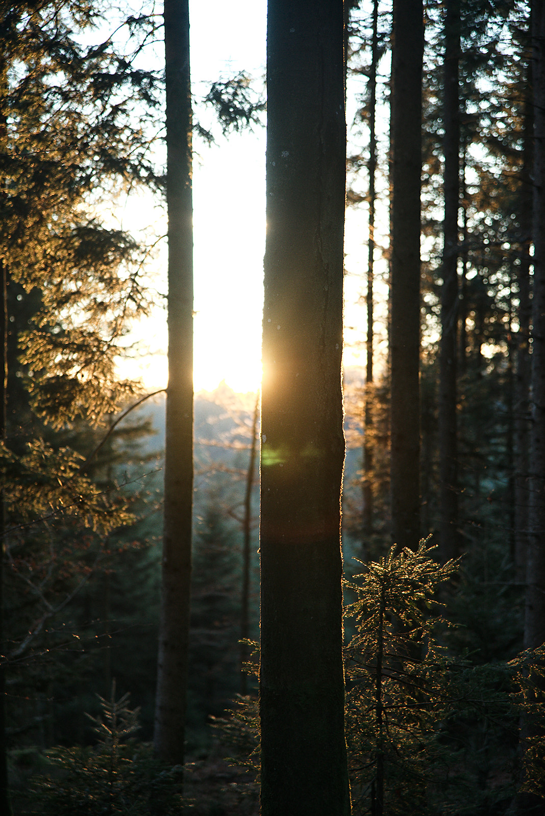 Sonnenuntergang im Kobernaußerwald