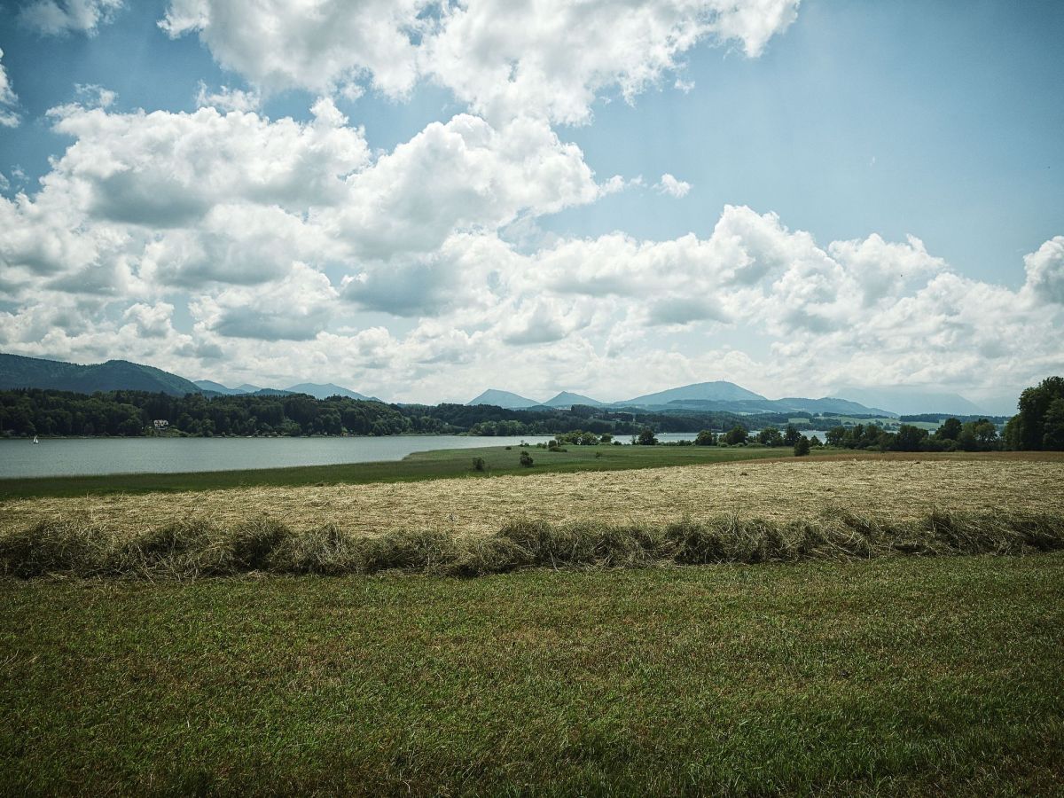 Durch das Wenger Moor am Wallersee – Kinderwagentouren #5