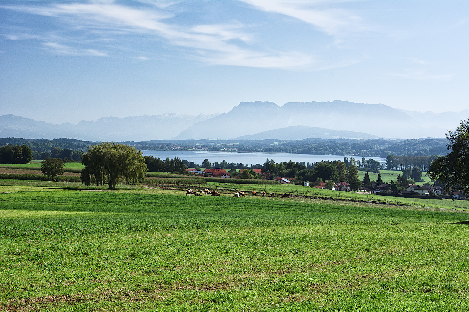 Blick von Norden auf den Tachinger See in Oberbayern mit den Nordalpen im Hintergrund