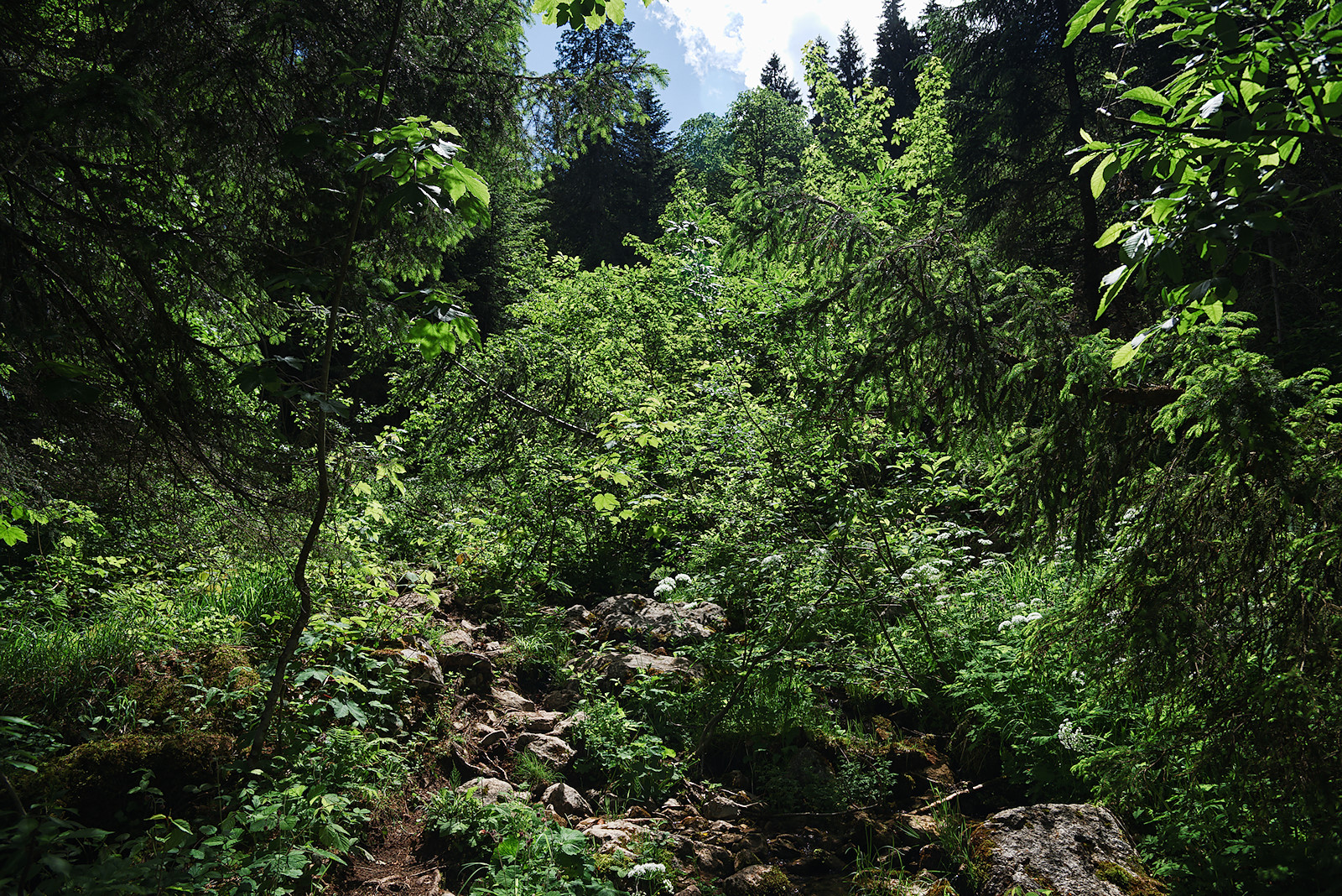 lichter Wald mit Bachlaufquerung