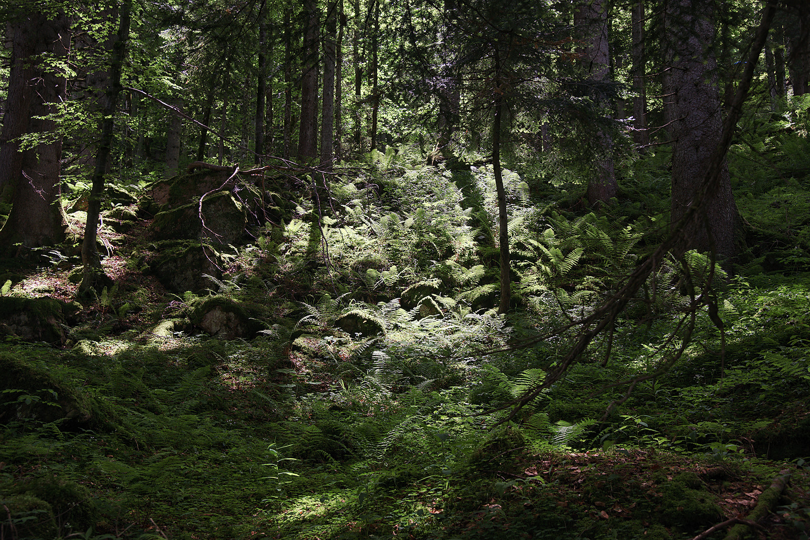 durch den idyllischen Bergwald auf die Bergalm