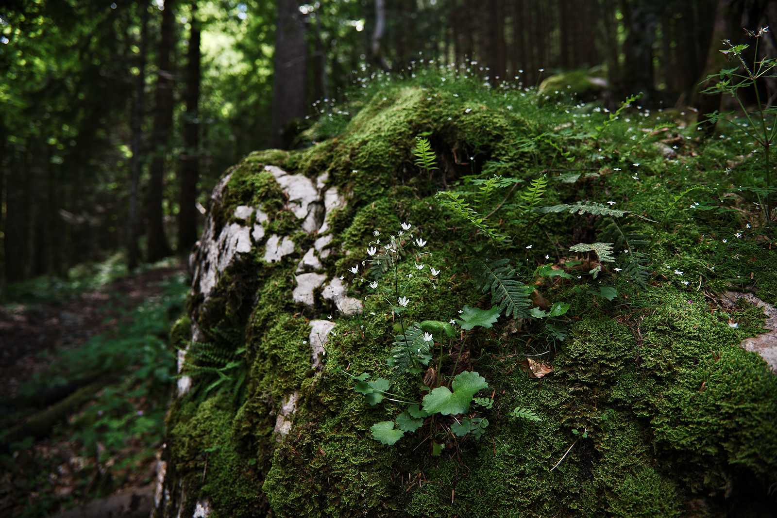 Felsblock mit reichlich Vegetation 