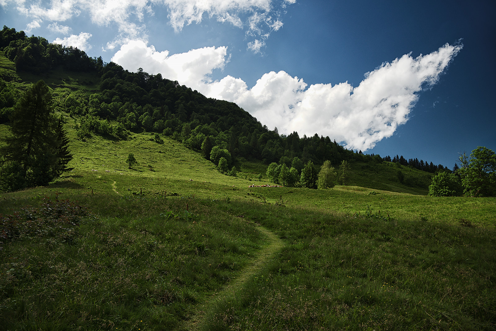 Trampelpfad über die Obertiefenbachalm