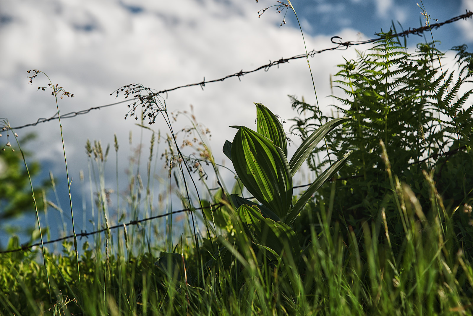 Weißer Germer auf der Bergalm