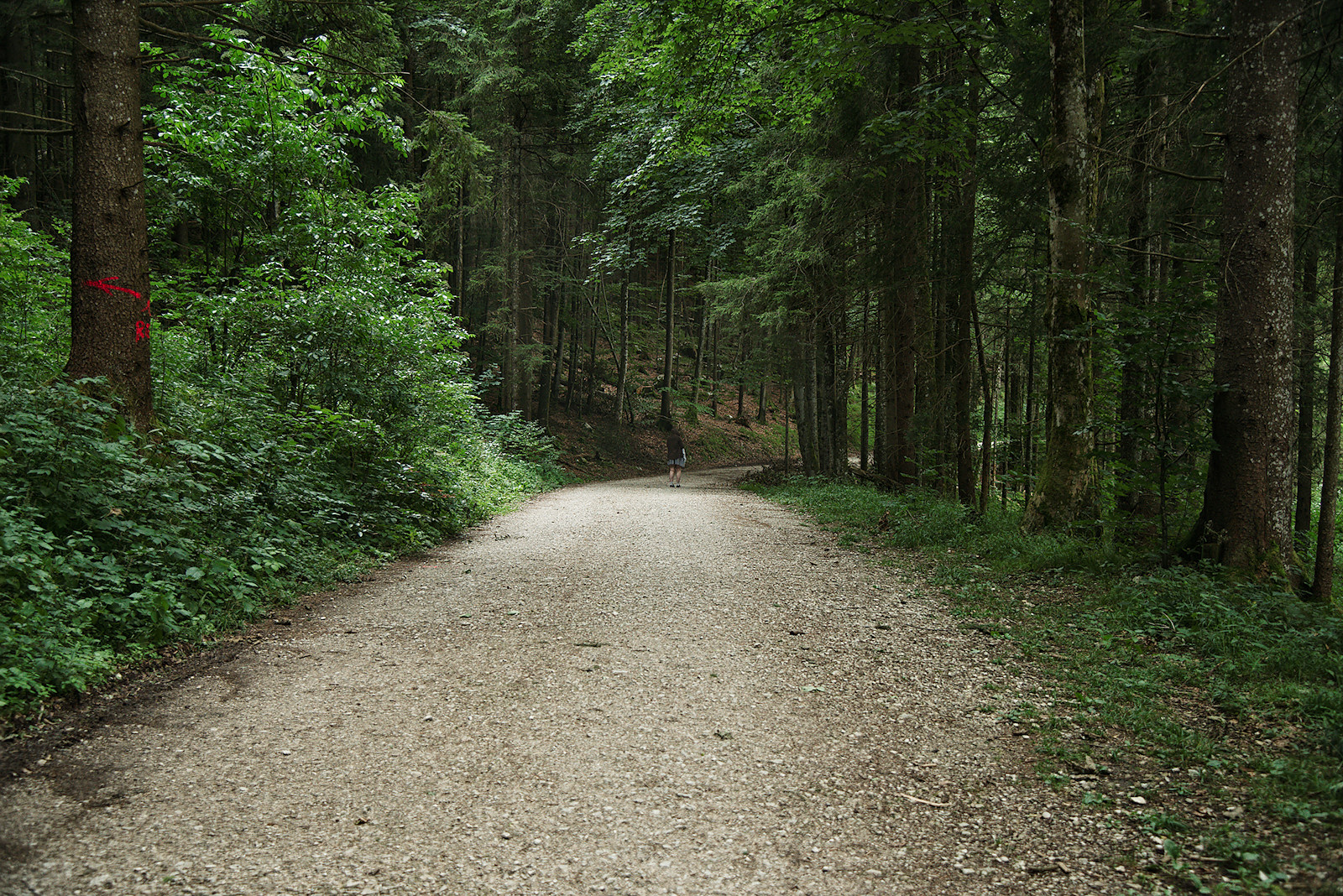 Forstweg oberhalb des Südufers am Vorderen Langbathsees