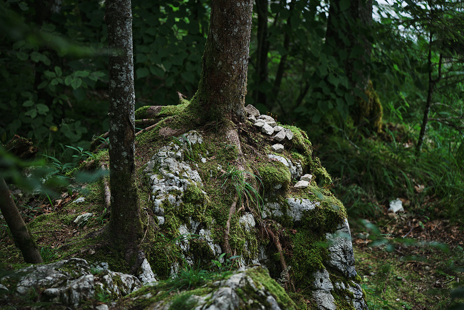 Blockwald am Südufer des Vorderen Langbathsees